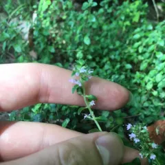 Large Thyme thumbnail 3
