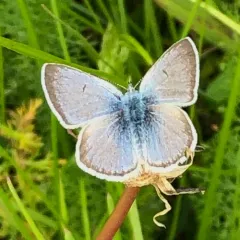Greenish Blue thumbnail 4