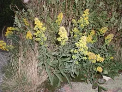 Rand's goldenrod thumbnail 4