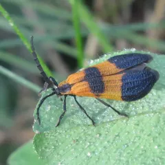 Reticulated Net-winged Beetle thumbnail 3