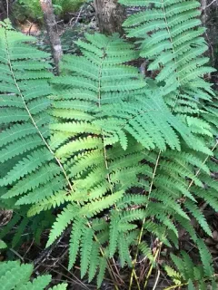 Interrupted Fern thumbnail 3