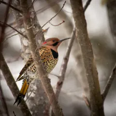Northern Flicker thumbnail 3