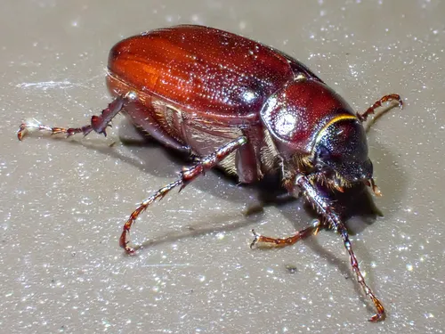 Diplotaxis obscura