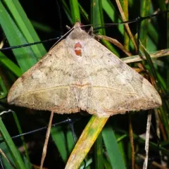 Velvetbean Caterpillar Moth thumbnail 4