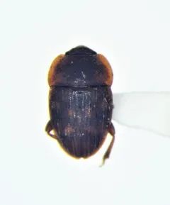 Stelidota octomaculata thumbnail 2