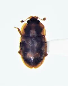 Epuraea peltoides thumbnail 2