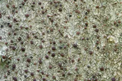 Bacidia polychroa thumbnail 2