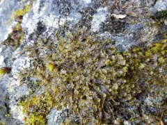 Macrodiplophyllum imbricatum thumbnail 2