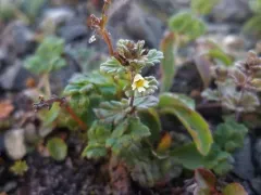 Subalpine Eyebright thumbnail 3