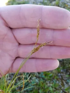 Coiled Sedge thumbnail 4