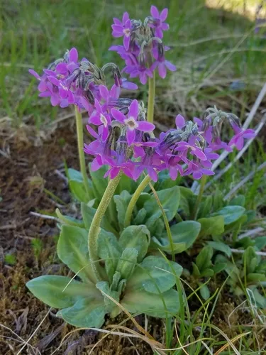 Arctic Primrose