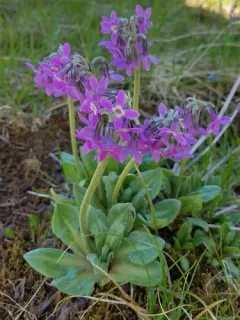 Arctic Primrose thumbnail 1