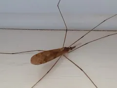 Tipula ultima thumbnail 4