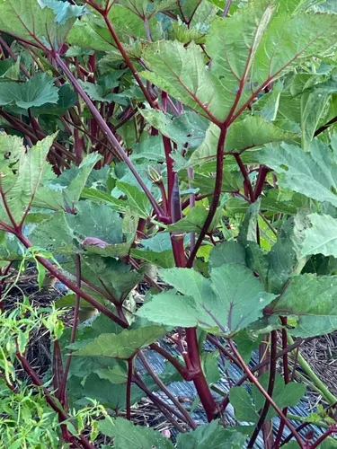 Okra