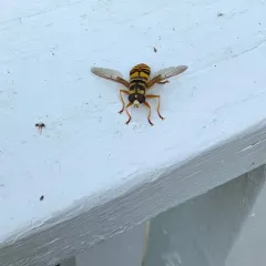 Virginia Giant Hover Fly thumbnail 3