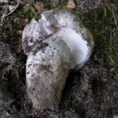 grey falsebolete thumbnail 3