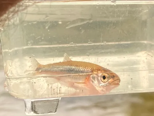 Carmine Shiner
