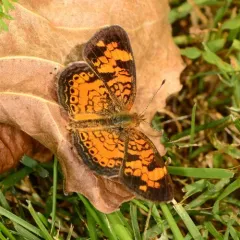 Pearl Crescent thumbnail 3