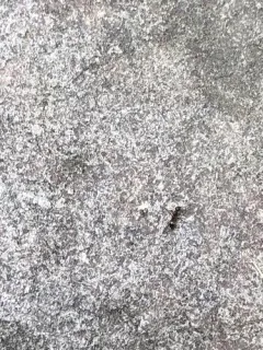 Podzol Ant thumbnail 2