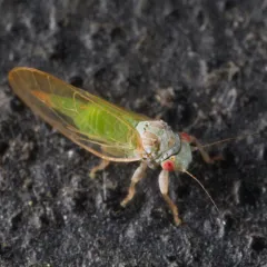Box Sucker thumbnail 3