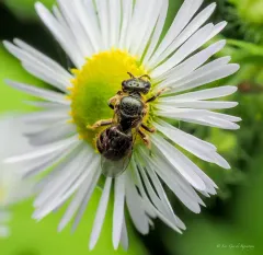 Lineated Metallic Sweat Bee thumbnail 4