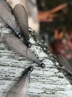Western Subterranean Termite thumbnail 4