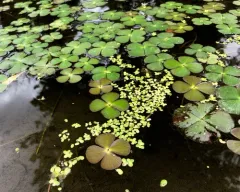 clover fern thumbnail 3