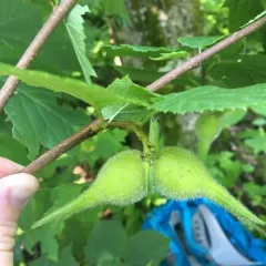 beaked hazelnut thumbnail 2