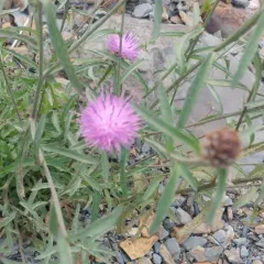 black knapweed thumbnail 1