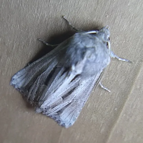 Four-lined Borer Moth