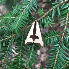 Clymene Moth thumbnail 2