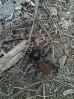 Antrodiaetus unicolor thumbnail 2