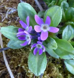 Arctic Primrose thumbnail 2