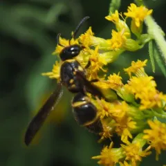 Ancistrocerus campestris thumbnail 2