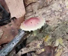 Pholiota polychroa thumbnail 2