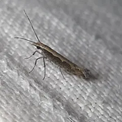 Diamondback Moth thumbnail 1