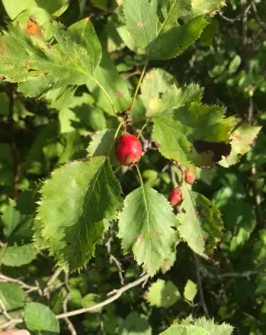 Holmes' Hawthorn thumbnail 2