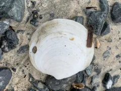 Ringed Lucine thumbnail 4