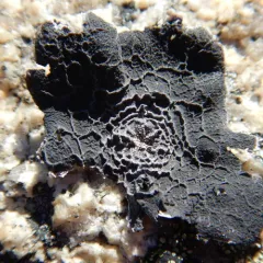 Greater Salted Rocktripe Lichen thumbnail 3