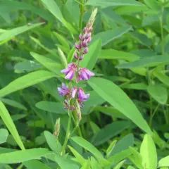 showy tick-trefoil thumbnail 2
