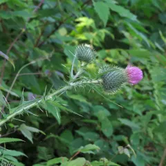 Bull Thistle thumbnail 4