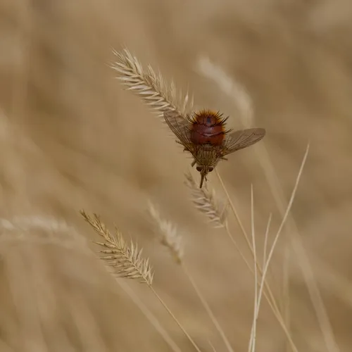 Adejeania vexatrix