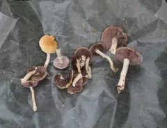 Garland Roundhead thumbnail 3