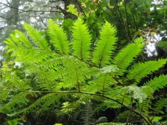 Scaly Tree Fern thumbnail 3