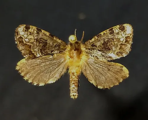 Conifer Swift Moth