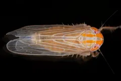 Graminella aureovittata thumbnail 2