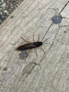 European Woodwasp thumbnail 2
