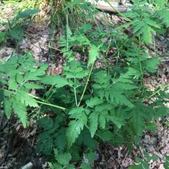 hairy sweet cicely thumbnail 3