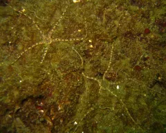 grey brittle star thumbnail 2
