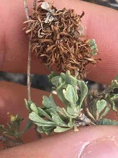 Black Sagebrush thumbnail 2